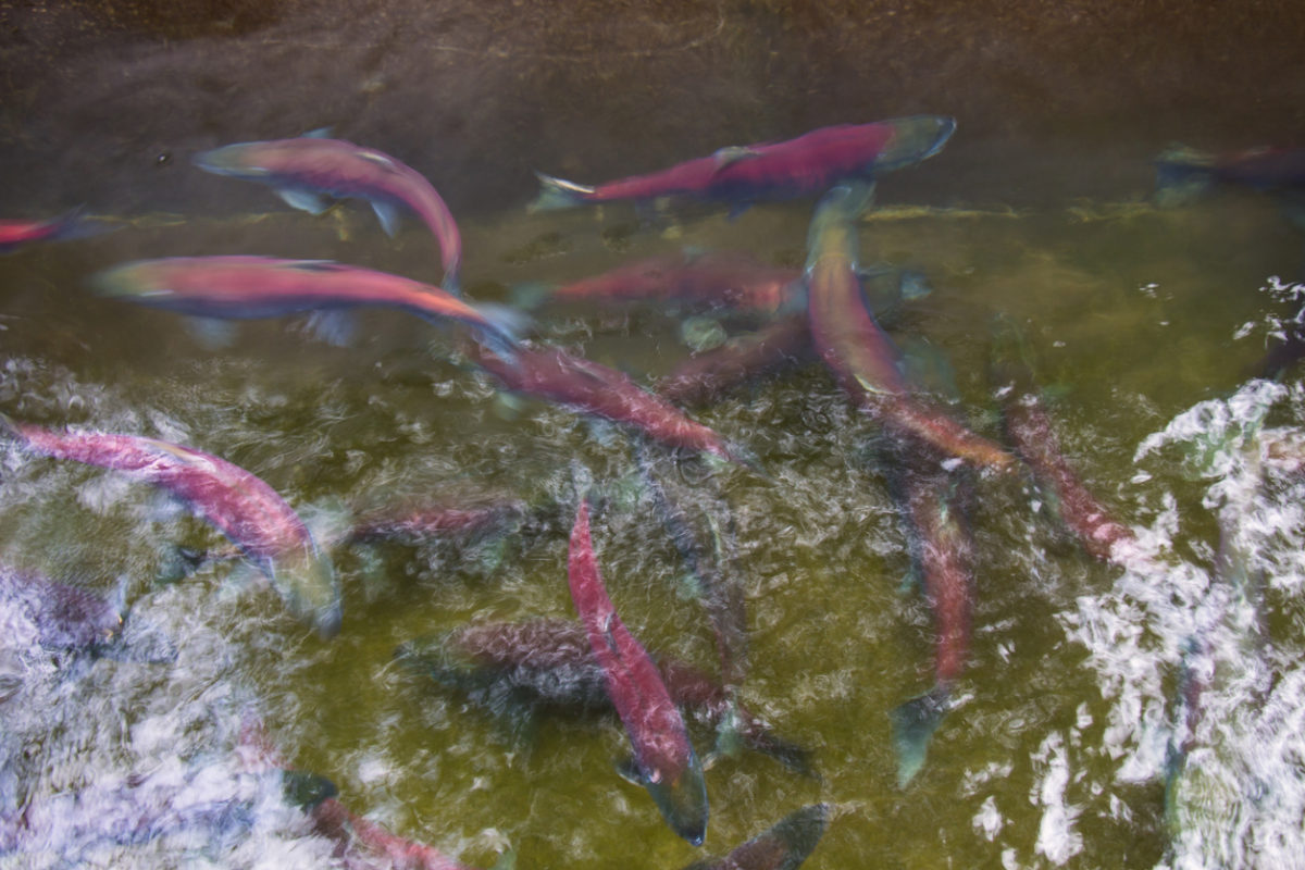 Sockeye Salmon in Freshwater Phase